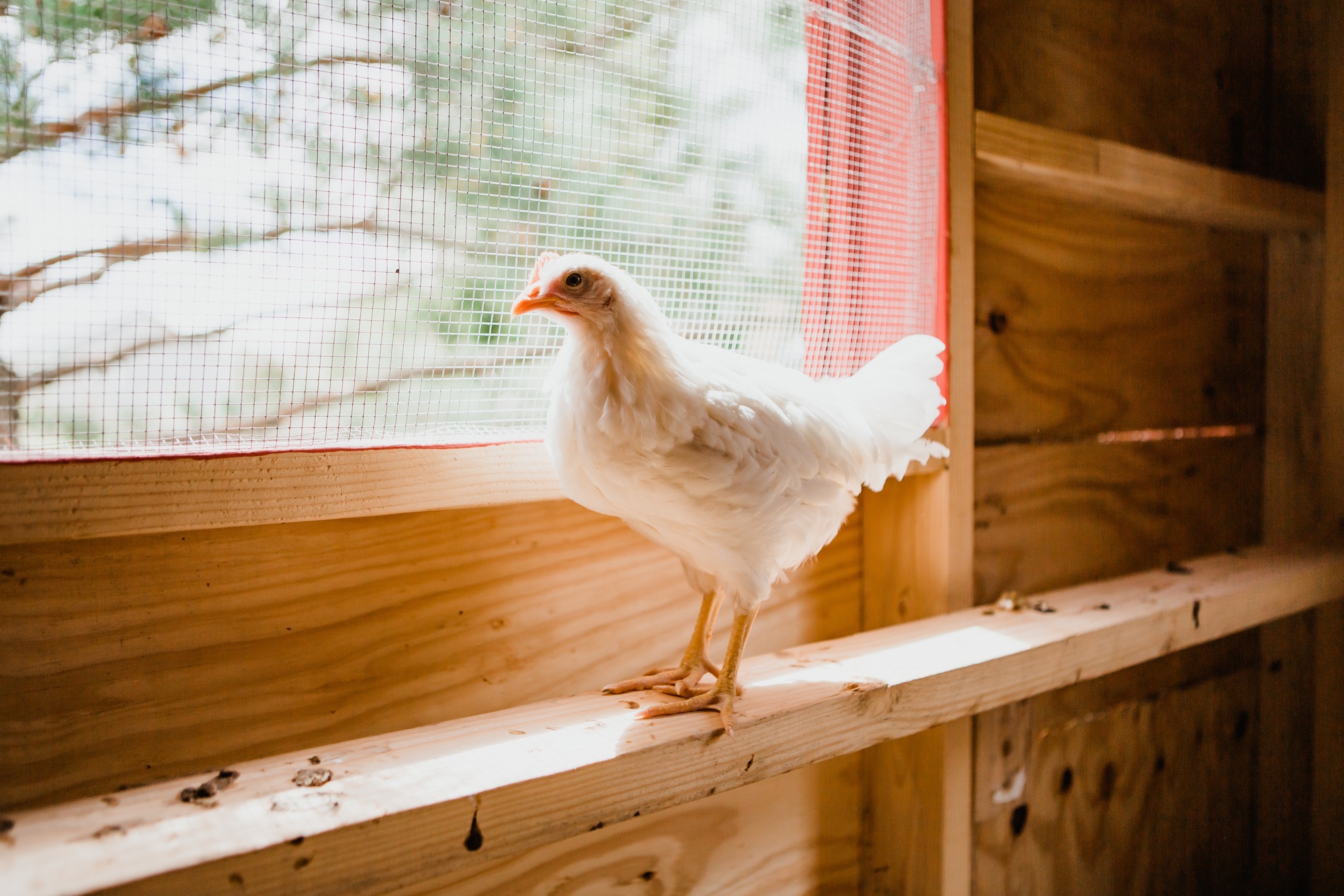 White chicken on a beam of wood inside a chicken coop, wire fencing window behind the hen